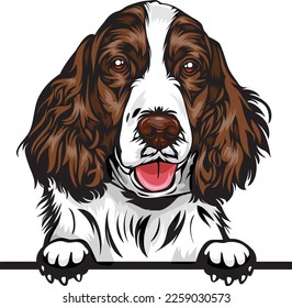 Eglish Springer Spaniel Color Peeking Dogs. Color image of a dogs head isolated on a white background. Dog portrait, Vector illustration