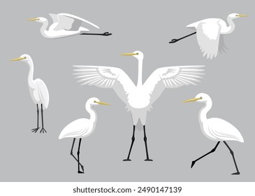 Egret Bird White Various Poses Cartoon Vector Illustration Isolated Character
