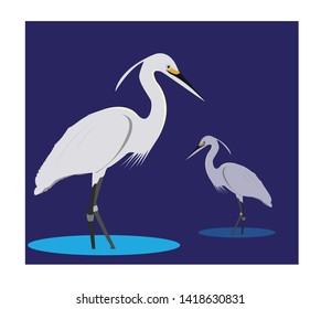 Egrets are herons which have white or buff plumage, and develop fine plumes during the breeding season