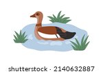 Egyptian goose swimming in Nile water. Aquatic bird in river. Wild feathered animal, Egypts duck. African Alopochen aegyptiaca. Flat vector illustration isolated on white background