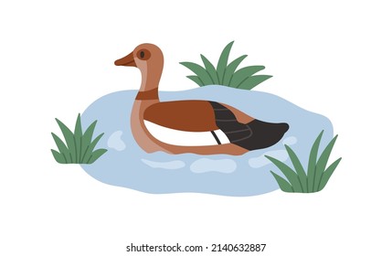 Egyptian goose swimming in Nile water. Aquatic bird in river. Wild feathered animal, Egypts duck. African Alopochen aegyptiaca. Flat vector illustration isolated on white background