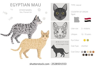 Egyptian Mau Cat clipart. All coat colors set.  All cat breeds characteristics infographic. Vector illustration