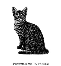 Egyptian Mau hand drawing vector isolated on white background.