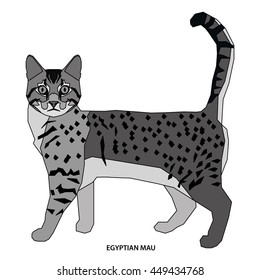 Egyptian mau, Isolated cat breed, Vector illustration