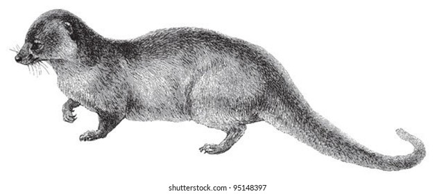 93 Mongoose clip art Images, Stock Photos & Vectors | Shutterstock