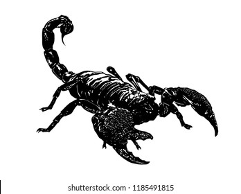 egyptian scorpion wallpaper