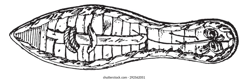 Egyptian sole, vintage engraved illustration.
