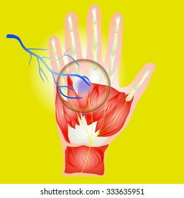 Ehnebcha Hand Nerve isolates vector.With bolt spot indicating location of the Ehnebcha. 