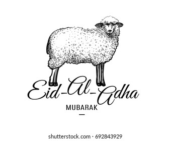 Eid-al-adha greeting card template with hand drawn sheep isolated on white background. Vector illustration for muslim festival of sacrifice design