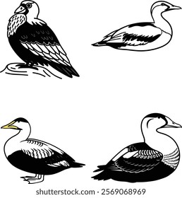 Eider bird bundle line art and illustrator eps