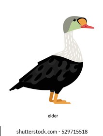 Eider duck - large sea bird living in the North