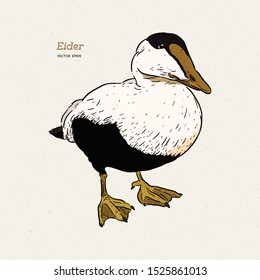 Eider Duck is a large sea duck, vintage line drawing vector.