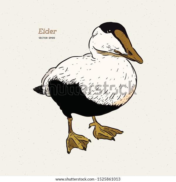 Eider Duck is a large sea duck, vintage line\
drawing vector.