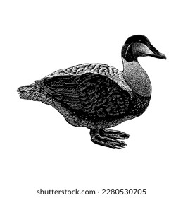 Eider hand drawing vector isolated on white background.