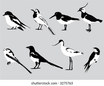 Eight European birds in black & white vector.