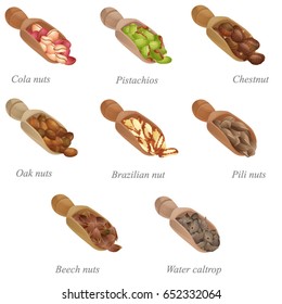 Eight shovels with nuts in them. Part two / There are cola nuts, pistachios, chestnut, oak and Brazilian nuts, pili and beech nuts, and water caltrop in the shovels
