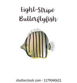 Eight-stripe butterflyfish vector realistic illustration. Cartoon sea fish