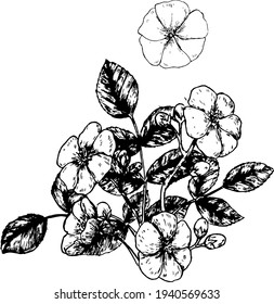 Eijistu rose ink illustration. Detailed monochrome texture style. Nature plants theme. Flowers and leaves arrangement vector drawing. 