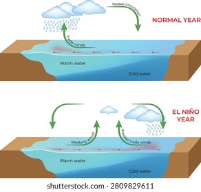 El Niño vs Normal Year Ocean Circulation Diagram with Trade Winds, Walker Circulation and Sea Surface Temperature Vector Illustration.