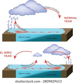 El Niño vs Normal Year Ocean Circulation Diagram with Trade Winds, Walker Circulation and Sea Surface Temperature Vector Illustration.