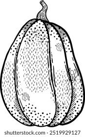 An Elaborate and Detailed Illustration Depicting a Squash Vegetable in Various Styles and Colors