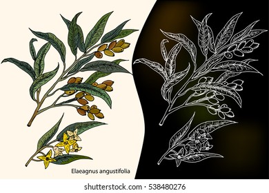 Elaeagnus angustifolia. Medicinal plant. Hand drawn botanical vector illustration