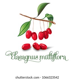 Elaeagnus latifolia, fruit vector illustration for lables, posters and others 