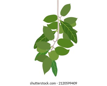 Elaeocarpus hygrophilus fruit with green leaves on a white background.