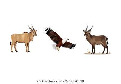 Eland antelope, flying bald eagle, and waterbuck antelope wildlife vector set isolated on white.