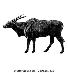 Eland hand drawing vector isolated on white background.
