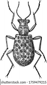 Elaphrus riparius is a species of Ground Beetle in the Carabidae family, vintage line drawing or engraving illustration.