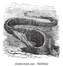 Elasmosaurus or Elasmosaurus platyurus, vintage engraving. Old engraved illustration of an Elasmosaurus. Trousset Encyclopedia