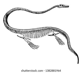 Elasmosaurus Skeleton is a dinosaur in the order of plesiosaurs, vintage line drawing or engraving illustration.