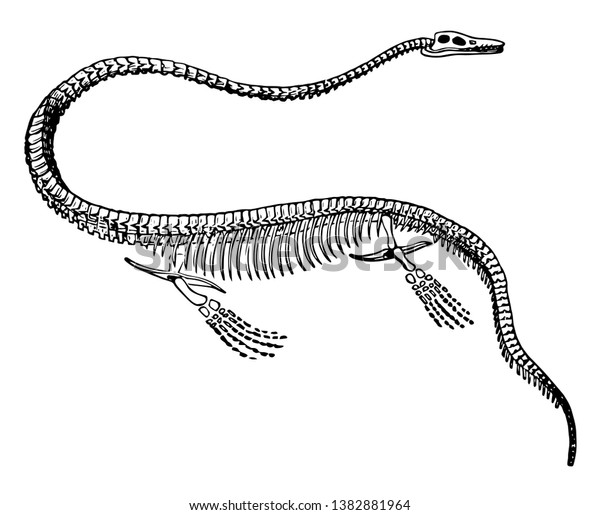 Elasmosaurus Skeleton Dinosaur Order Plesiosaurs Vintage Stock Vector ...