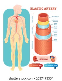 Sección transversal de ilustración anatómica vectorial de arteria elástica con tunica externa, medios y interna. Esquema del diagrama de los vasos sanguíneos del sistema circulatorio. Información educativa médica. 