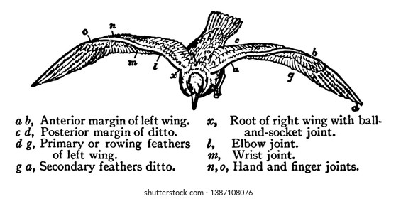 Alas espirales elásticas de la gaviota donde un margen anterior del ala izquierda, dibujo vintage de línea o ilustración grabadora.