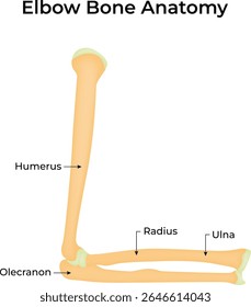 Elbow Bone Anatomy Vector Illustration Diagram