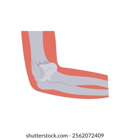 Elbow Bone, Human Body Part Illustration