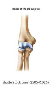 Elbow bone. Isolated vector illustration