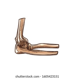 Elbow bones, human skeleton isolated sketch. Vector two radial bones of forearm and ulna