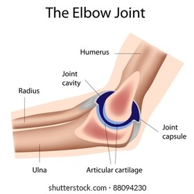 The elbow joint