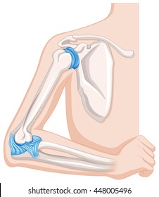 Elbow joint in human body illustration