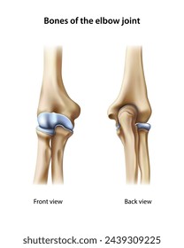 Elbow joint. Isolated vector illustration