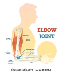 Elbow joint vector illustrated diagram, medical scheme. Educational sports injury information.