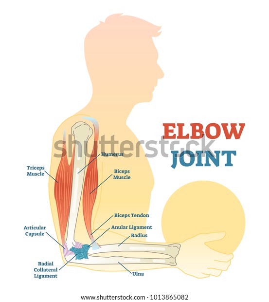 Elbow Joint Vector Illustrated Diagram Medical Stock Vector (Royalty ...