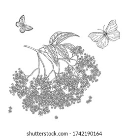 Elder branch. Sambucus, elderflower or elderberry blossom. Vector illustration vintage. Black and white engraving style.
