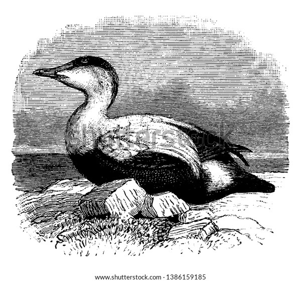 Elder Duck is a large\
sea duck of the Anatidae family, vintage line drawing or engraving\
illustration.