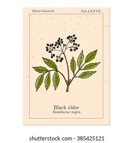 Elder, elderberry, black elder, European elder, European elderberry or European black elderberry. Medicinal plant. Hand drawn botanical vector illustration