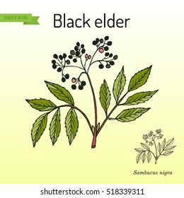 Elder, or European black elderberry. Medicinal plant. Hand drawn botanical vector illustration