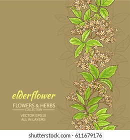 elder flower branches vector pattern on color background